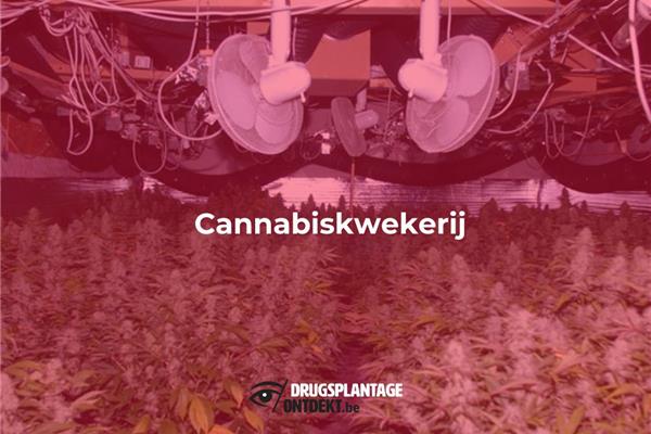 Wilrijk - Cannabiskwekerij